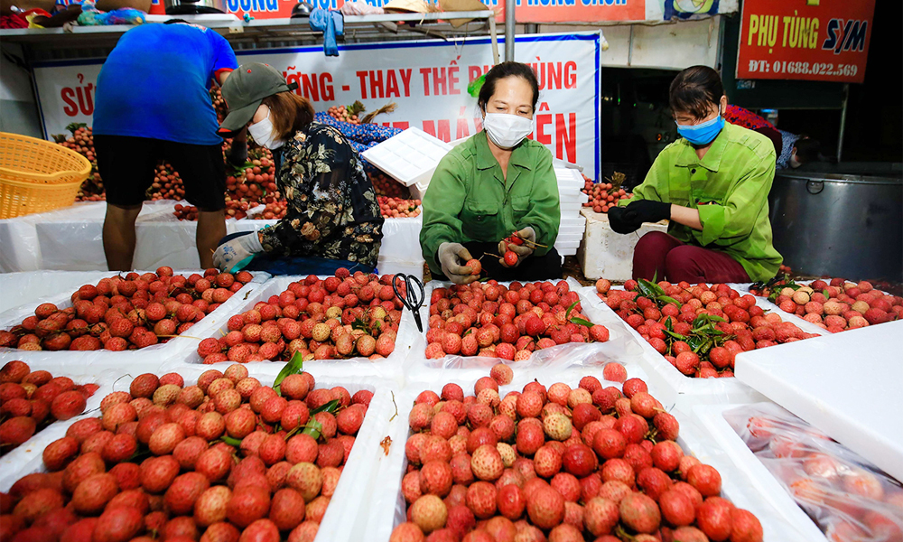  Phối hợp triển khai chương trình “Tuần lễ vải thiều Lục Ngạn, Tự hào nông sản Việt”